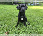 Small #1 Labrador Retriever Mix