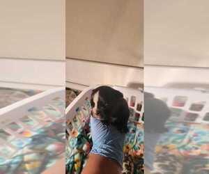 French Bulldog Puppy for sale in TAMPA, FL, USA
