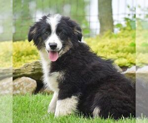 Miniature Australian Shepherd Puppy for sale in EPHRATA, PA, USA