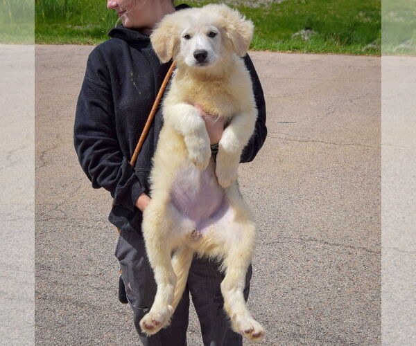 Medium Photo #3 Great Pyrenees Puppy For Sale in Huntley, IL, USA