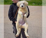 Small #2 Great Pyrenees
