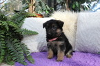 Small Photo #3 German Shepherd Dog Puppy For Sale in OCALA, FL, USA