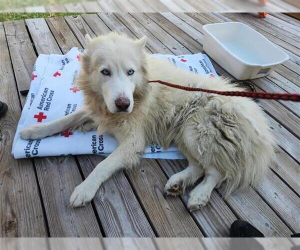 Medium Photo #1 Siberian Husky-Unknown Mix Puppy For Sale in Houston, TX, USA