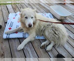 Siberian Husky-Unknown Mix Dogs for adoption in Houston, TX, USA