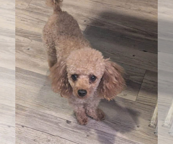 Medium Photo #1 Poodle (Toy) Puppy For Sale in MURFREESBORO, TN, USA