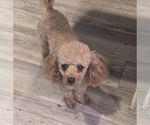 Small Photo #1 Poodle (Toy) Puppy For Sale in MURFREESBORO, TN, USA
