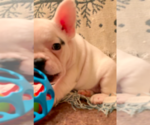 Small Photo #7 French Bulldog Puppy For Sale in MEDFORD, OR, USA