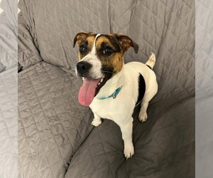Lucky - Male Jack Russell Terrier-Unknown Mix Dog for Adoption - Photo #4