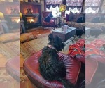 Small Photo #1 Scottish Terrier Puppy For Sale in KANSAS CITY, MO, USA