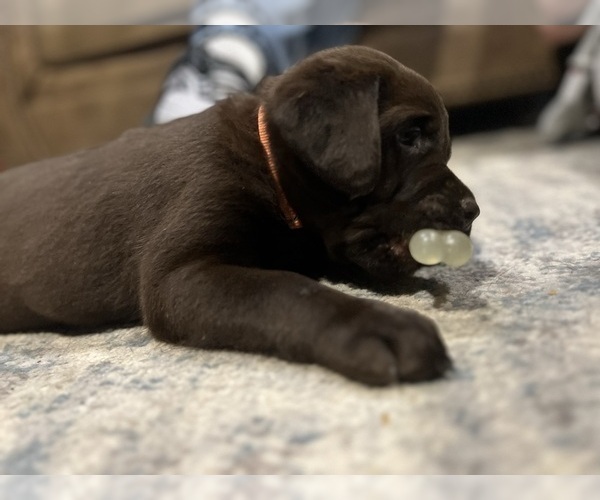 Medium Photo #3 Labrador Retriever Puppy For Sale in VINEMONT, AL, USA