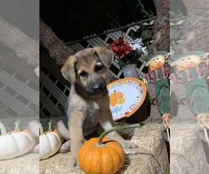 German Shepherd Dog Puppy for sale in PHOENIX, AZ, USA
