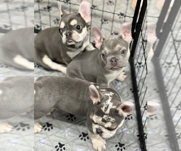 Medium Photo #3 French Bulldog Puppy For Sale in CHICAGO, IL, USA
