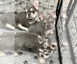 Small #2 French Bulldog