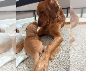 Golden Retriever Puppy for sale in ANTIOCH, TN, USA