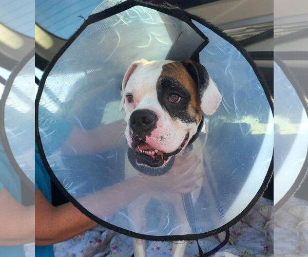 Medium Photo #2 Boxer Puppy For Sale in Burnsville, MN, USA