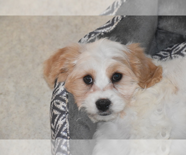 Medium Photo #2 Cavachon Puppy For Sale in ELDORADO, OH, USA
