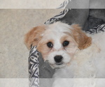 Small #1 Cavachon