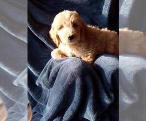 Goldendoodle Puppy for sale in EMMETT, ID, USA