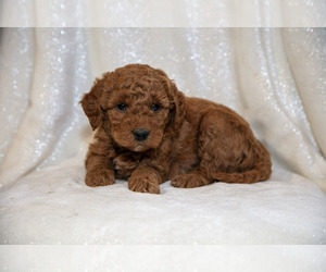 Medium Goldendoodle (Miniature)