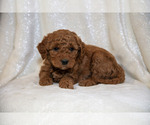 Small Goldendoodle (Miniature)