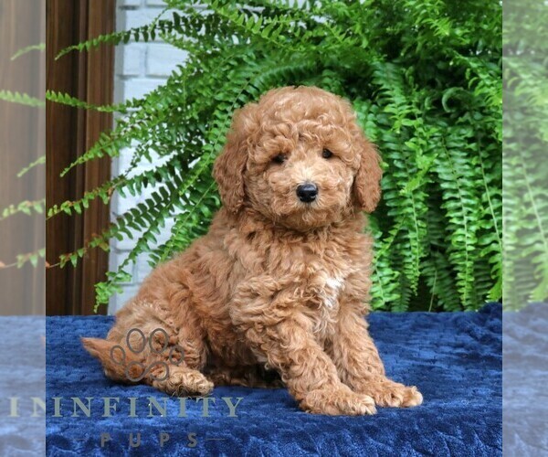 Medium Photo #3 Goldendoodle (Miniature) Puppy For Sale in NARVON, PA, USA