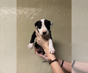American Staffordshire Terrier-Boxer Mix Puppy for sale in BELLAIRE, OH, USA
