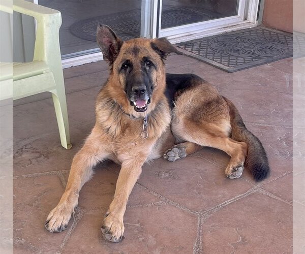 Medium Photo #3 German Shepherd Dog Puppy For Sale in Lancaster, CA, USA