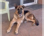Small #2 German Shepherd Dog
