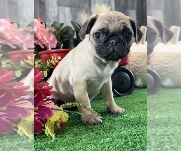 Medium Photo #4 Pug Puppy For Sale in CANOGA, NY, USA