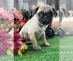 Small #3 Pug