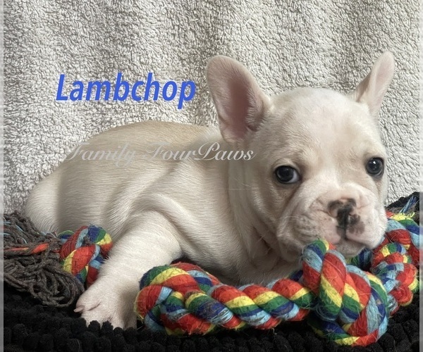 Medium Photo #6 Faux Frenchbo Bulldog Puppy For Sale in HOODSPORT, WA, USA