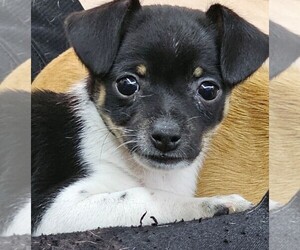 Chihuahua Puppy for Sale in CAMANO ISLAND, Washington USA