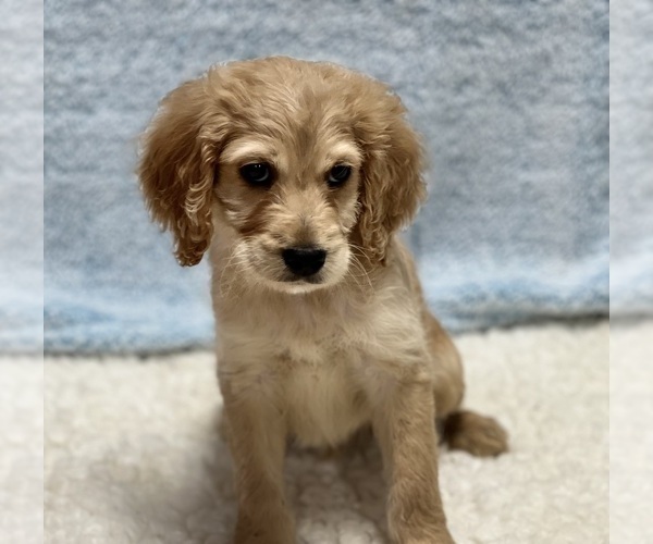 Medium Photo #4 Irish Doodle Puppy For Sale in DUNDEE, OH, USA