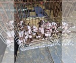 Image preview for Ad Listing. Nickname: Litter of 10