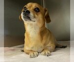 Small Chihuahua Mix
