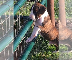 Boxer Puppy for sale in MORRISON, OK, USA