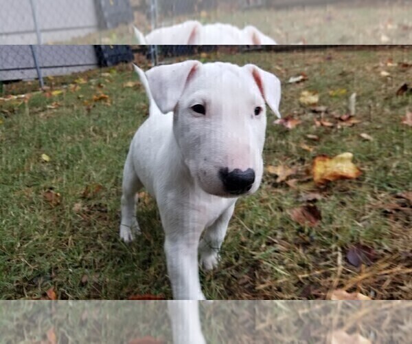Medium Photo #2 Bull Terrier Puppy For Sale in CHESAPEAKE, VA, USA