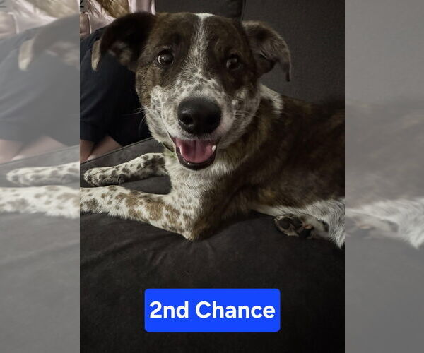 Medium Photo #2 Mutt Puppy For Sale in Foristell, MO, USA