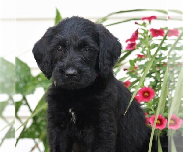 Medium Photo #1 Labradoodle Puppy For Sale in NARVON, PA, USA