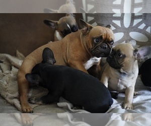 Mother of the French Bulldog puppies born on 06/08/2022