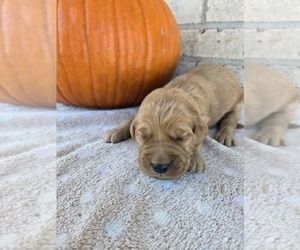 Goldendoodle Puppy for sale in WILLIAMSTOWN, KY, USA