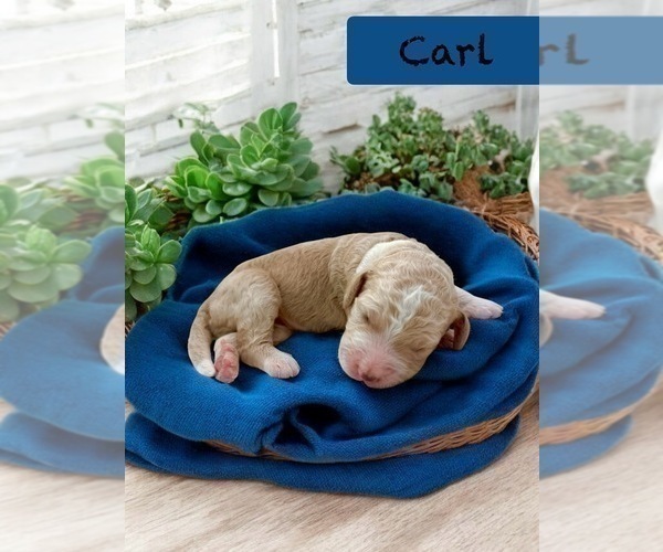 Medium Photo #8 Bernedoodle Puppy For Sale in MENIFEE, CA, USA