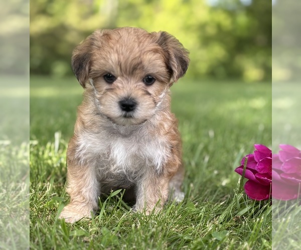 Medium Photo #9 Morkie Puppy For Sale in ROCK STREAM, NY, USA