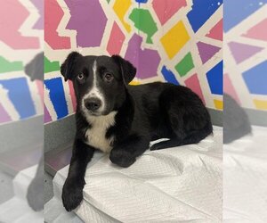 Huskies -Labrador Retriever Mix Dogs for adoption in Baytown, TX, USA