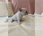 Small #10 French Bulldog