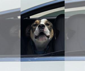 American Bulldog Dogs for adoption in Fort Lauderdale, FL, USA