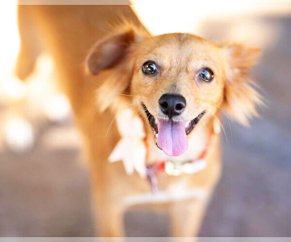 Medium Photo #17 Chiweenie Puppy For Sale in Corona, CA, USA