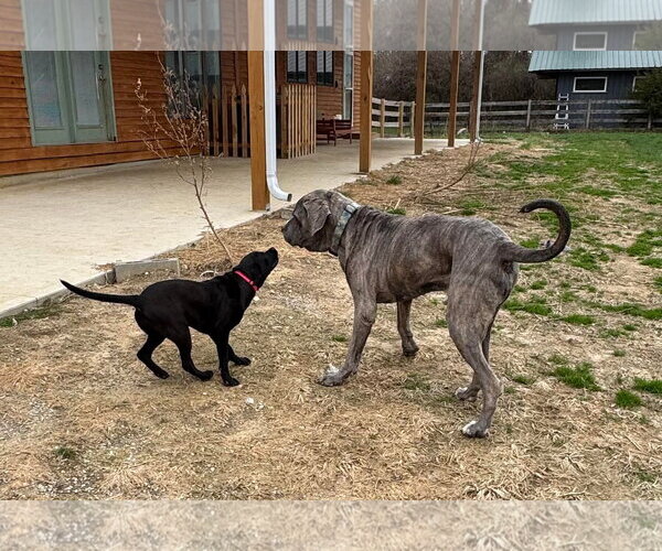 Medium Photo #10 Mutt Puppy For Sale in Germantown, OH, USA