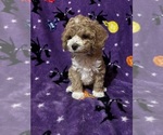 Puppy Toby Bichpoo