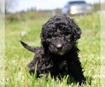 Small Photo #2 Saint Berdoodle Puppy For Sale in CLAYTON, WA, USA